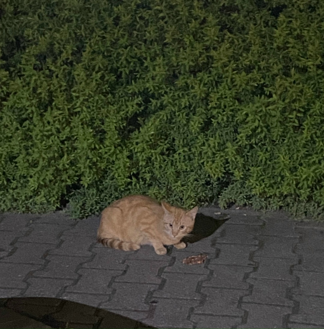 Найдена кошка в Слуцке — Замечен кот (мальчик), Минск, м. Пушкинская.
