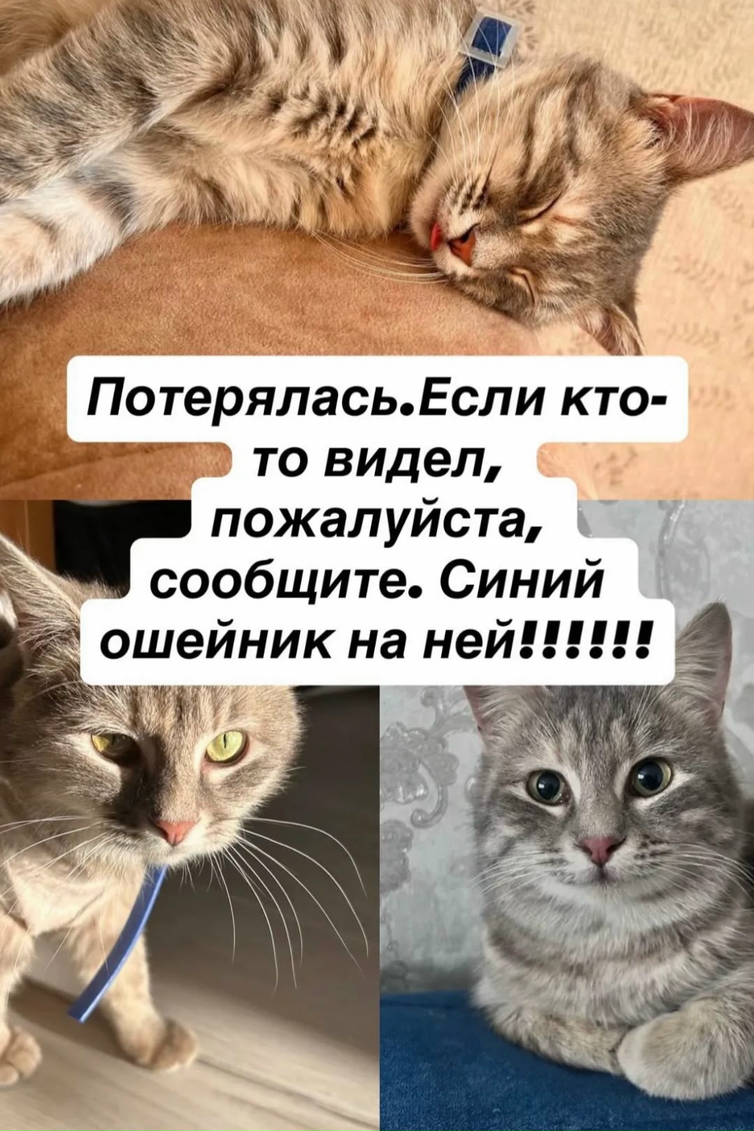 Пропала кошка в Слуцке — Кошечка 24 мая вечером, сбежала с балкона район БАМа Осиповичи, возможно травмирована, кто увидит…