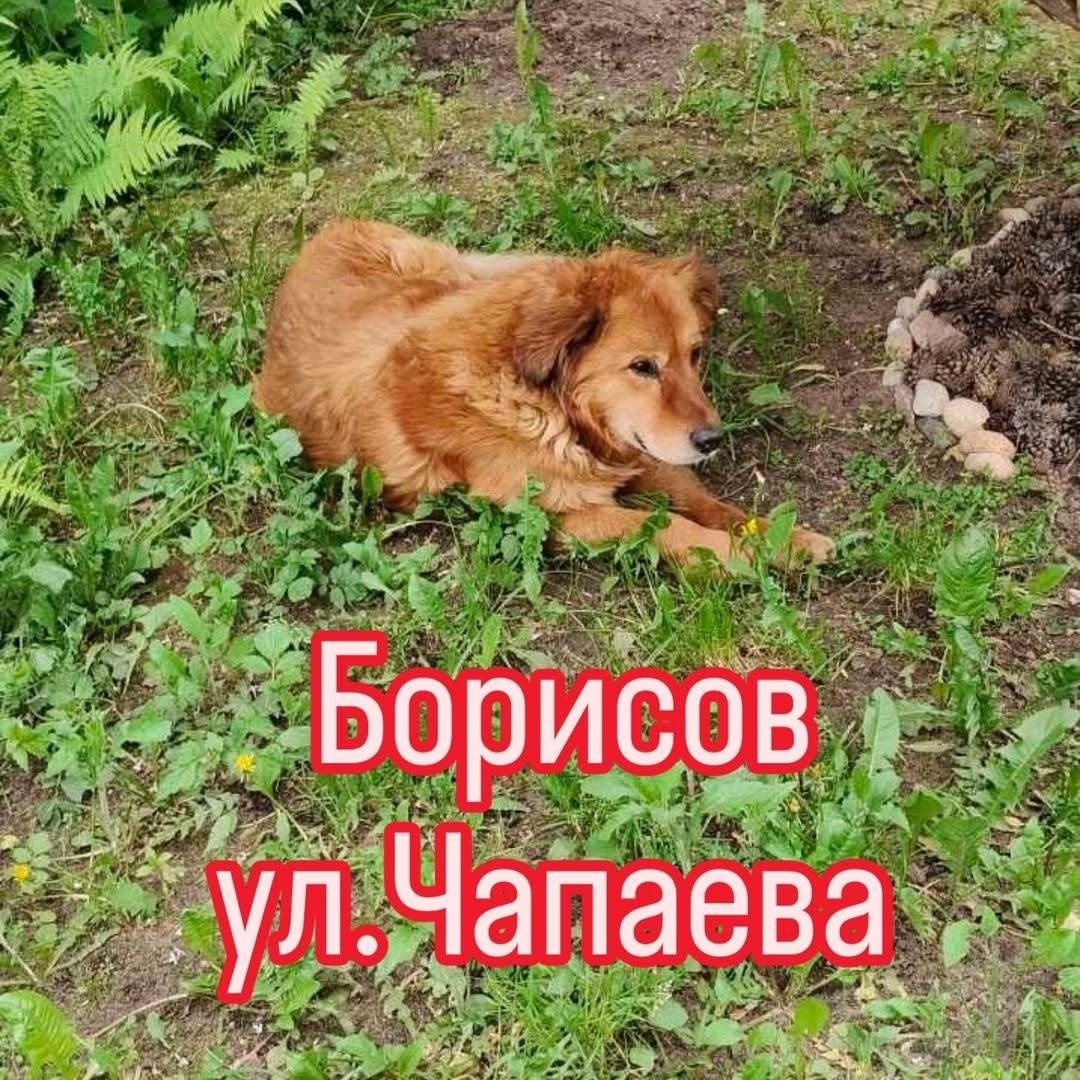 Найдена собака в Слуцке — Борисов,ул.Чапаева.
