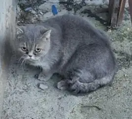 Найдена кошка в Слуцке — Заславль .