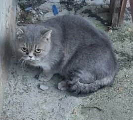 Найдена кошка в Слуцке — Заславль .