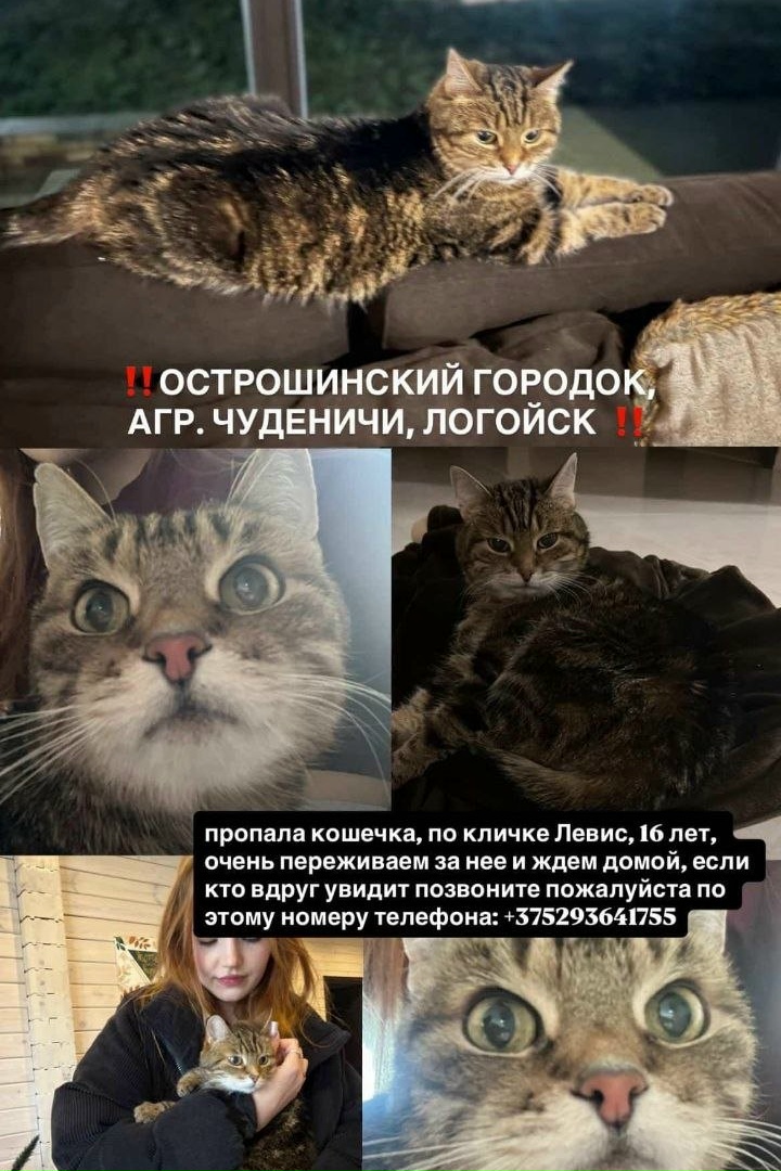 Найдена кошка в Слуцке — фото объявления