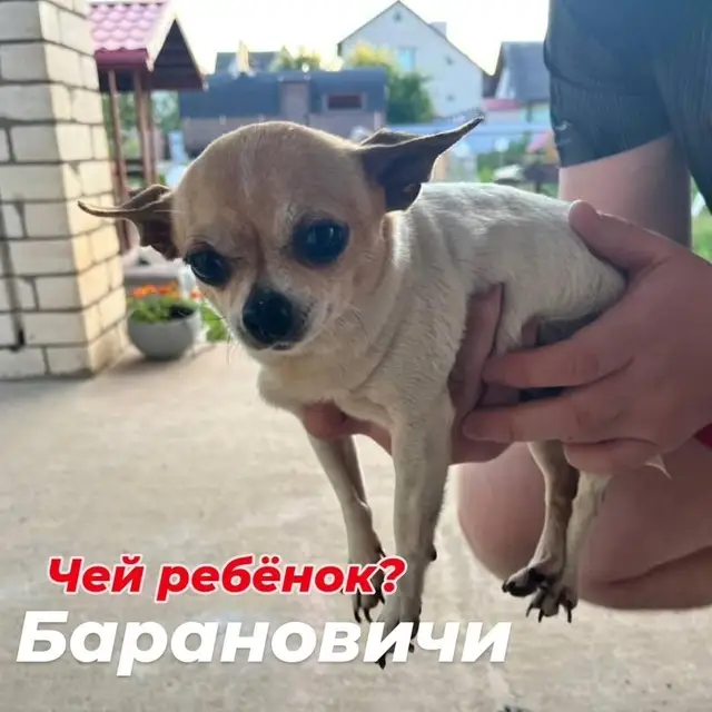 Объявление о питомце в Барановичах: Барановичи. Объявление о питомце в Барановичах — Барановичи.
