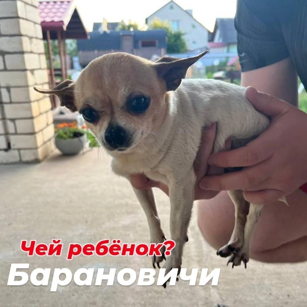 Объявление о питомце в Барановичах — Барановичи.