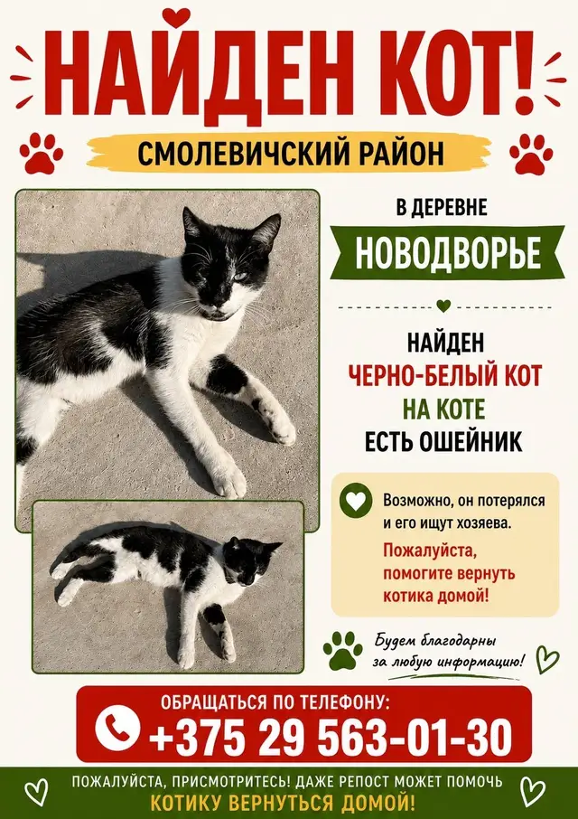 Пропала кошка в Смолевичах — фото объявления