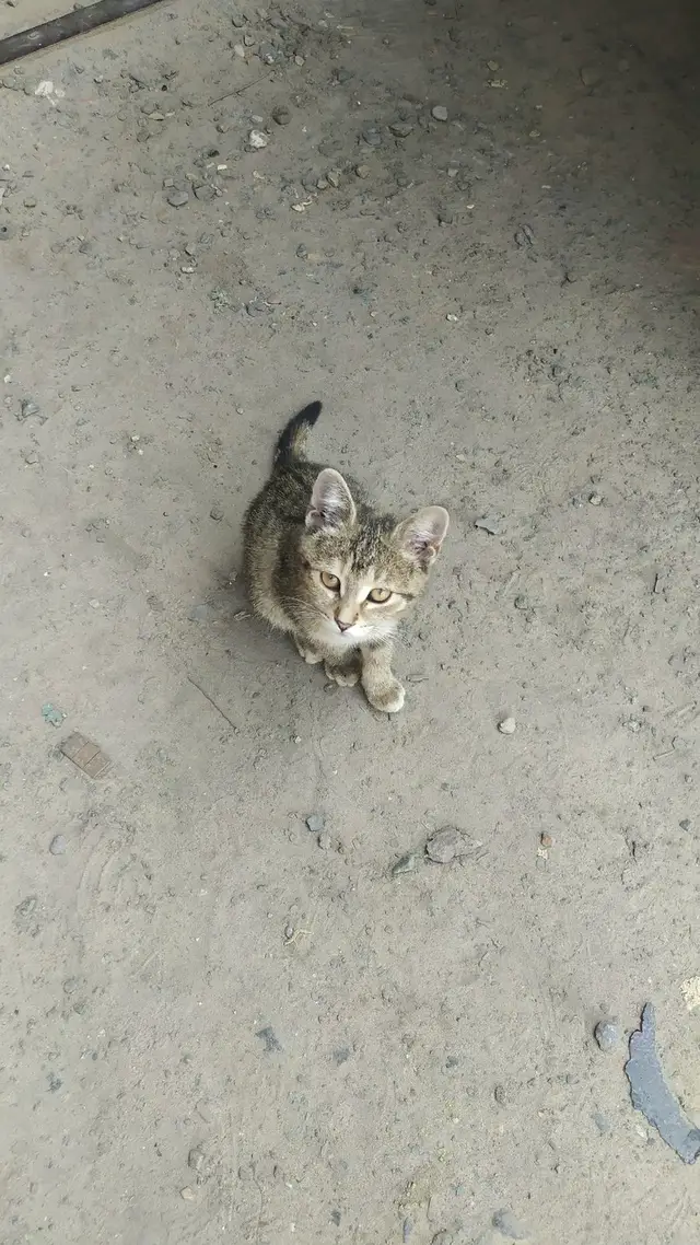 Найдена кошка в Мозыре — КОТЁНОК В ДОБРЫЕ РУКИ!