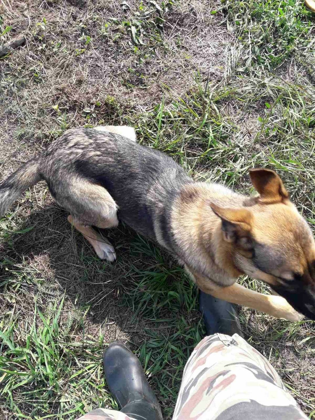 Пропала собака в Мозыре — Собачка, похожа на молодую овчарку, появилась На кольце Горочичи____Зеленочи, несколько…