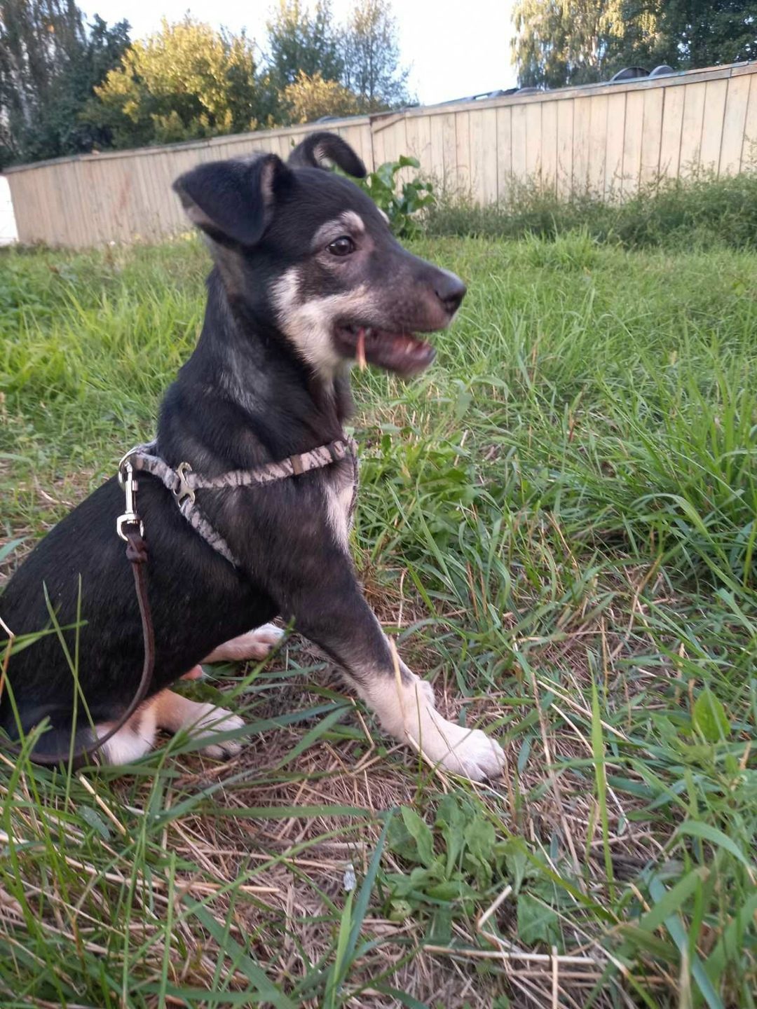 Найдена собака в Мозыре — Мозырь. Найден щенок на улице. 🐶 Очень контактный, весёлый, дружелюбный, в общем ребёнок. Ему очень…