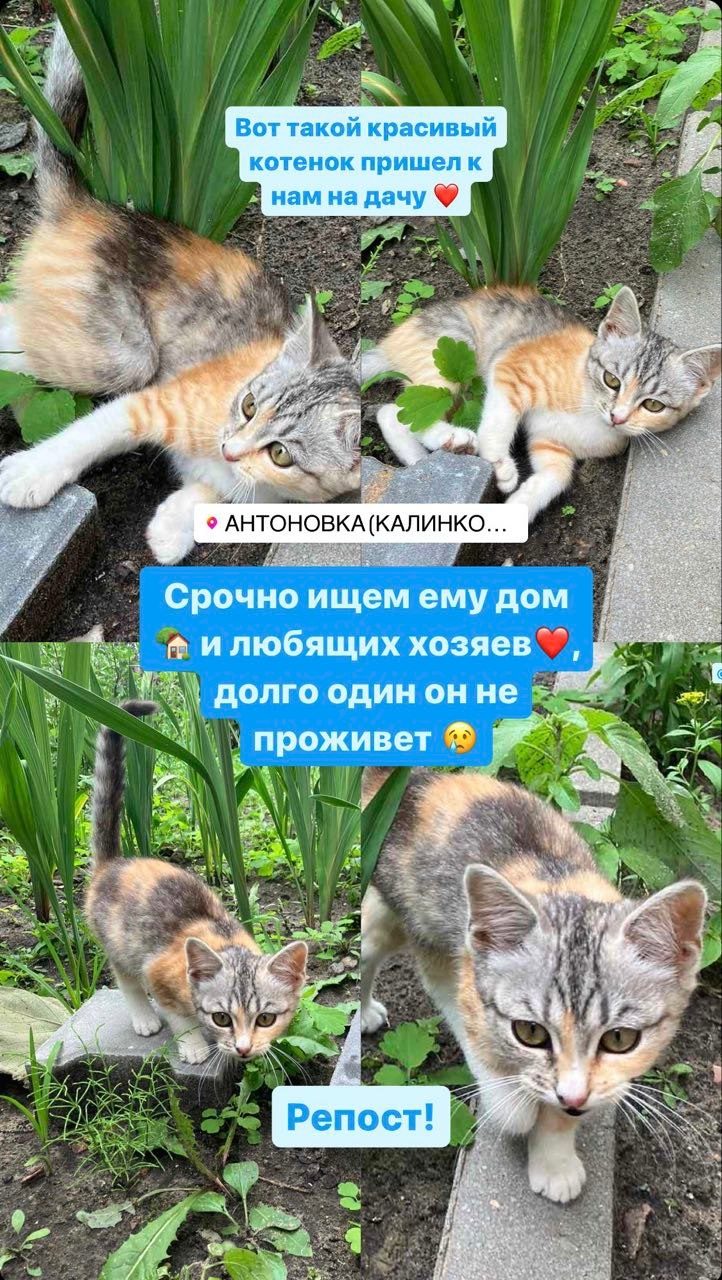 Найдена кошка в Мозыре — Срочно , ищем хозяев для котенка (точный пол не извествен), очень красивый и ласковый, идет на руки.