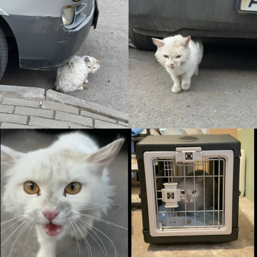 Найдена кошка в Борисове — ЛО, Всеволожский район,