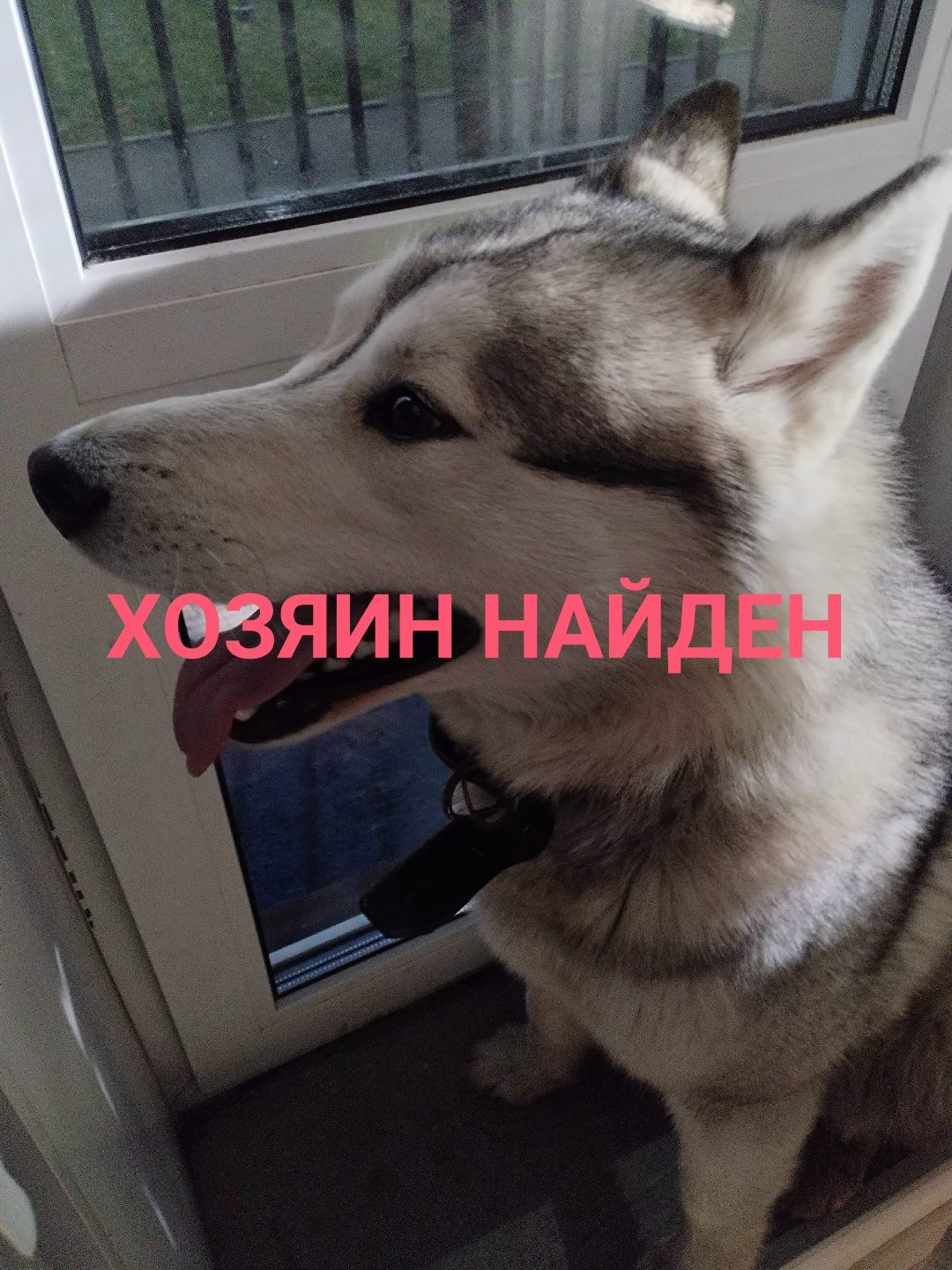 Найдена собака в Борисове — ПОИСК ХОЗЯЕВ
