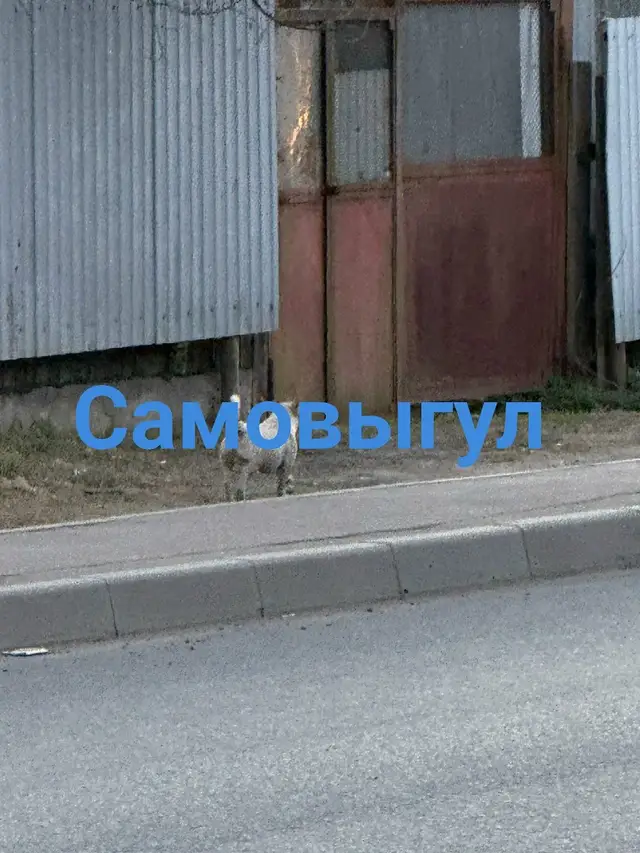 Найдена собака в Борисове — ЛО, Всеволожский район, Мурино #Пропаласобака