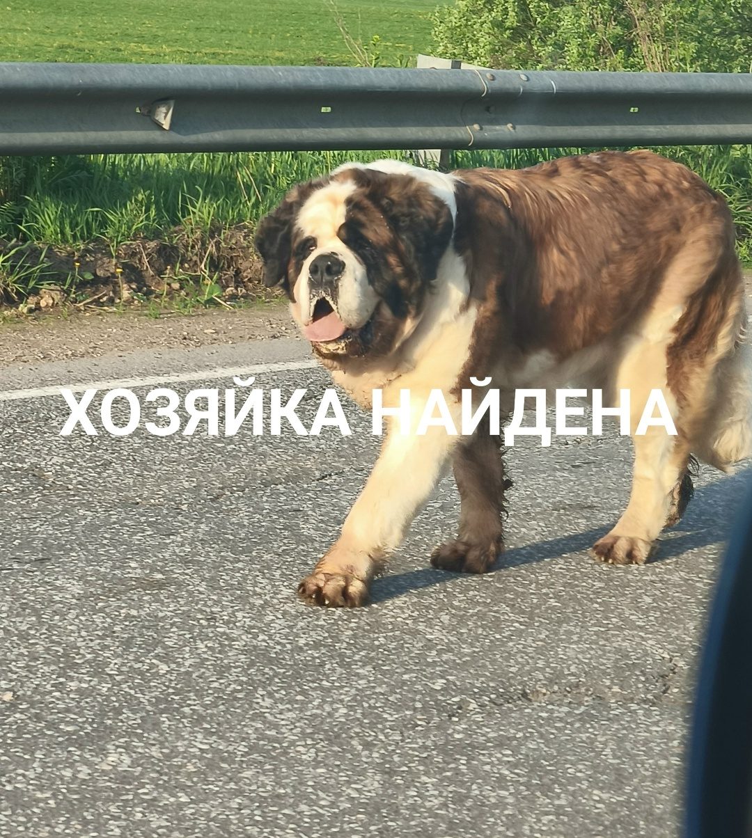 Найдена собака в Борисове — Информационный пост