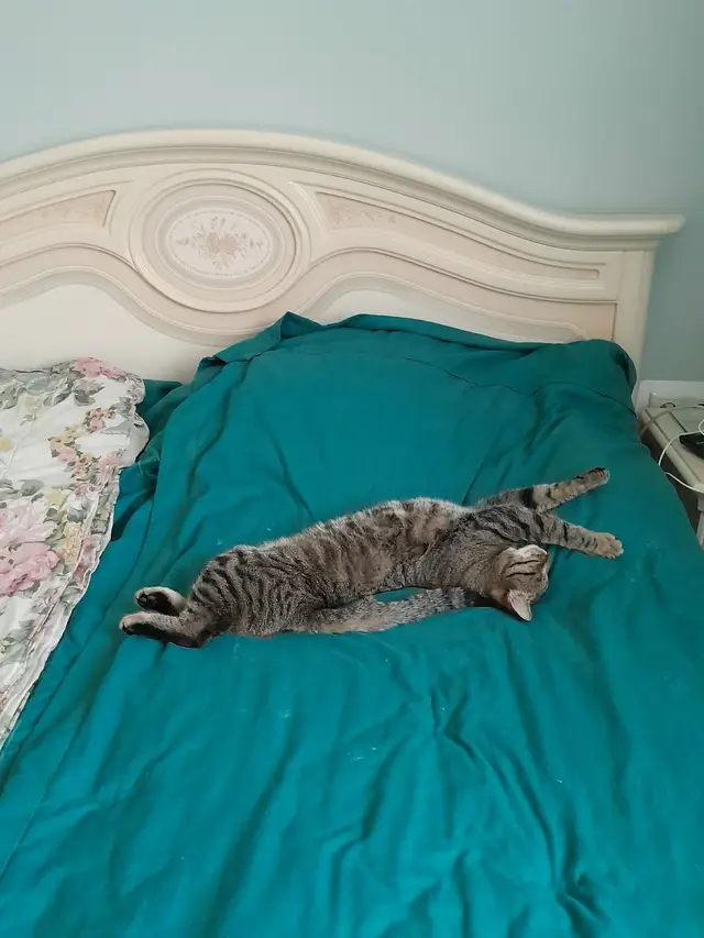 Пропала кошка в Борисове — ЛО, Всеволожский район
