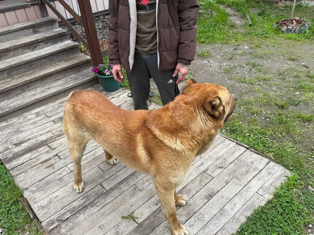 Найдена собака в Борисове — ЛО, Всеволожский район,