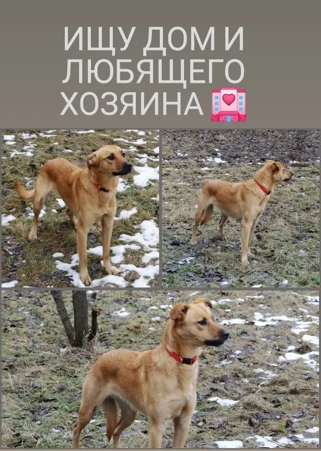 Найдена собака в Солигорске — Вся Минская область и Минск (поможем с доставкой).