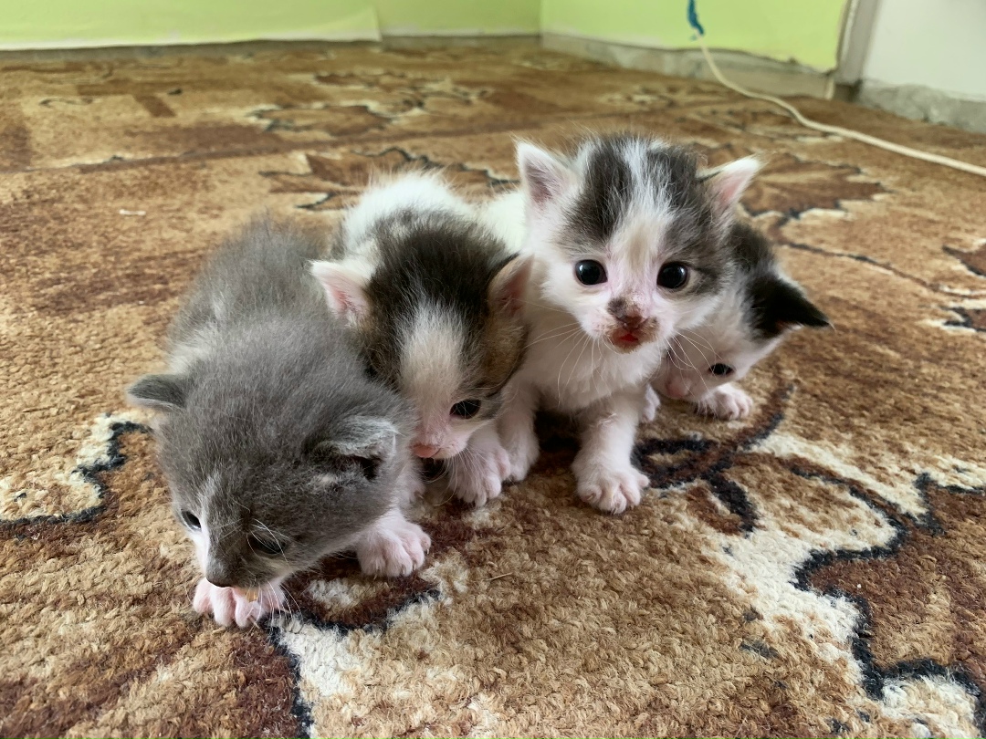 Найдена кошка в Солигорске — СРОЧНО!!!