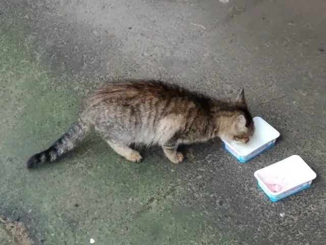 Найдена кошка в Солигорске — Вот такой маленький котенок (возможно его выбросили) бегает возле второго подъезда дома на…