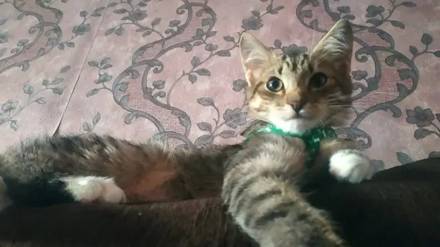 Пропавшая кошка в Солигорске: Сегодня ночью пропала кошка, 4 месяца. На шее оранжевый ошейник от блох в районе парковой. Если увидите… Пропала кошка в Солигорске — Сегодня ночью пропала кошка, 4 месяца. На шее оранжевый ошейник от блох в районе парковой. Если…