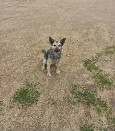 Найдена собака в Солигорске — Солигорск и Минская область