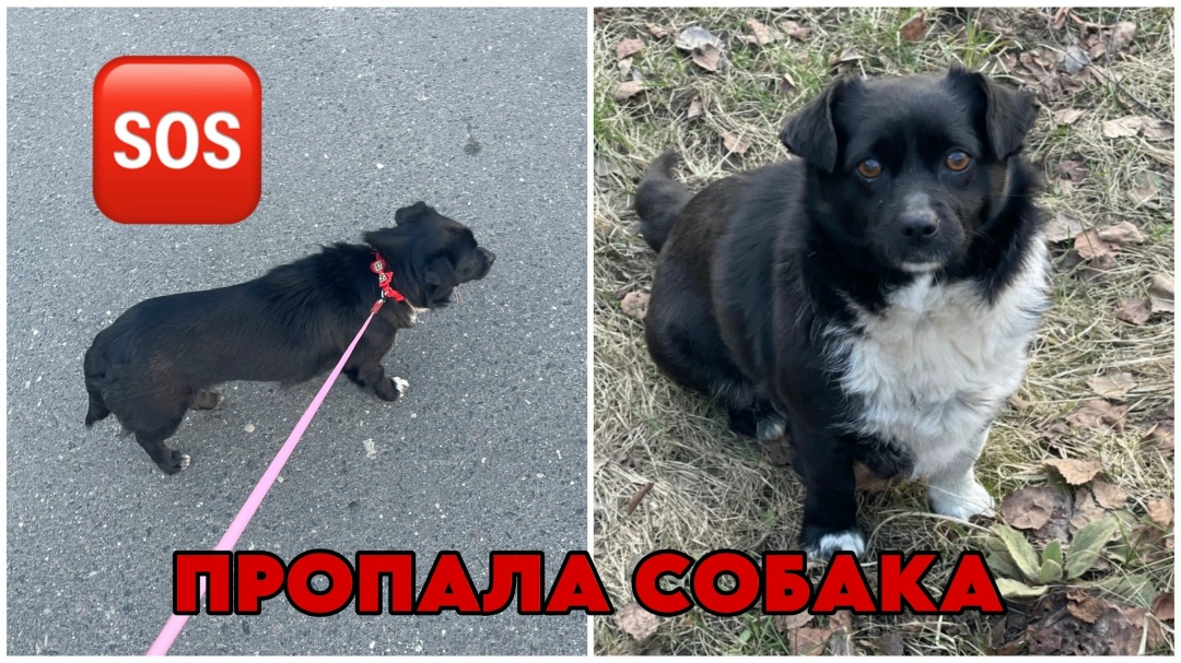 Найдена собака в Солигорске — фото объявления