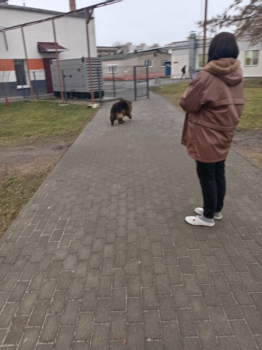 Найдена собака в Солигорске — В районе црб, замечен пес. Кажется, потерялся! Ул. Коржа. Ошейник на месте. Добряк.