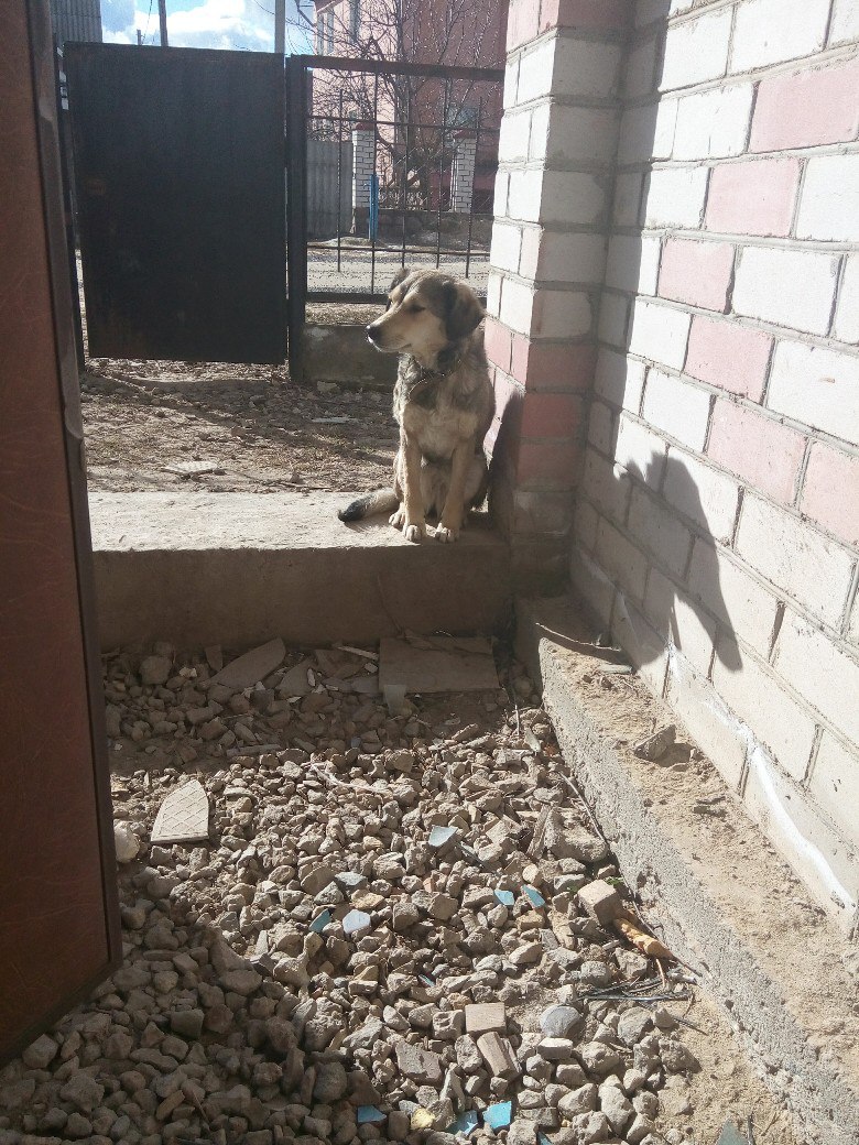 Найдена собака в Жлобине — Люди помогите прибилась собачка с ошейником живёт у нас уже 2 недели. Может кто то узнает её . Мы не…