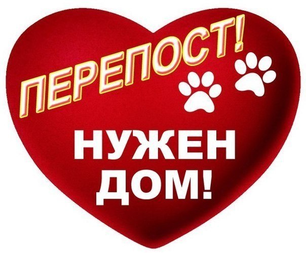 Найдена собака в Жлобине — МИНСК! КРАСОТКА ТАСЯ ИЩЕТ ДОМ!