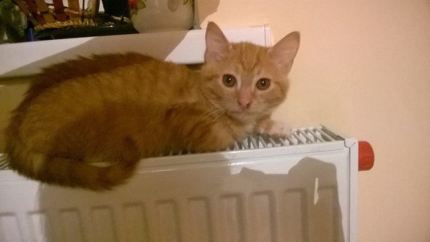 Найдена кошка в Жлобине — Самые добрые котаны в самые добрые руки.