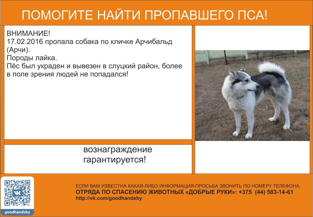 Найдена собака в Жлобине — ВНИМАНИЕ! ПРОСИМ МАКСИМАЛЬНЫЙ РЕПОСТ!