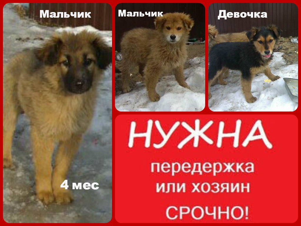 Найдена собака в Жлобине — помогатьPRосто