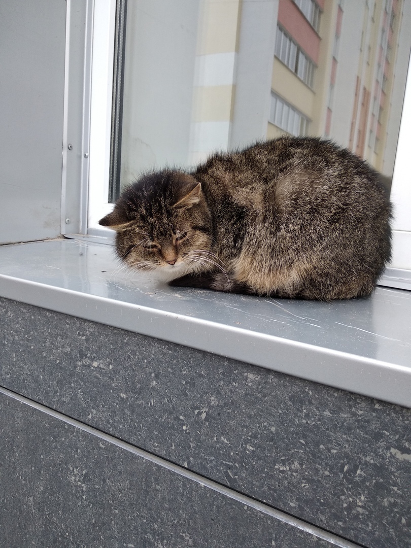 Пропала кошка в Жлобине — Жлобин! SOS! Молоденькая кошечка лесного окраса ищет дом! Котейка постоянно сидит на окошке магазина и…