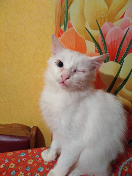 Пропала кошка в Жлобине — Отдаю в хорошие ручки 😃. Котенок очень игривый, ласковый и любит внимания. 4 месяца, мальчик.