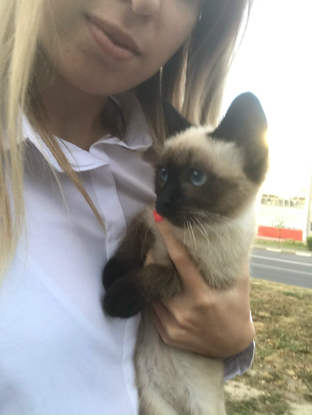 Найдена кошка в Жлобине — Здравствуйте! Найдена сиамская кошечка по улице Барташова в районе магазина Марк Формель. Ищем…