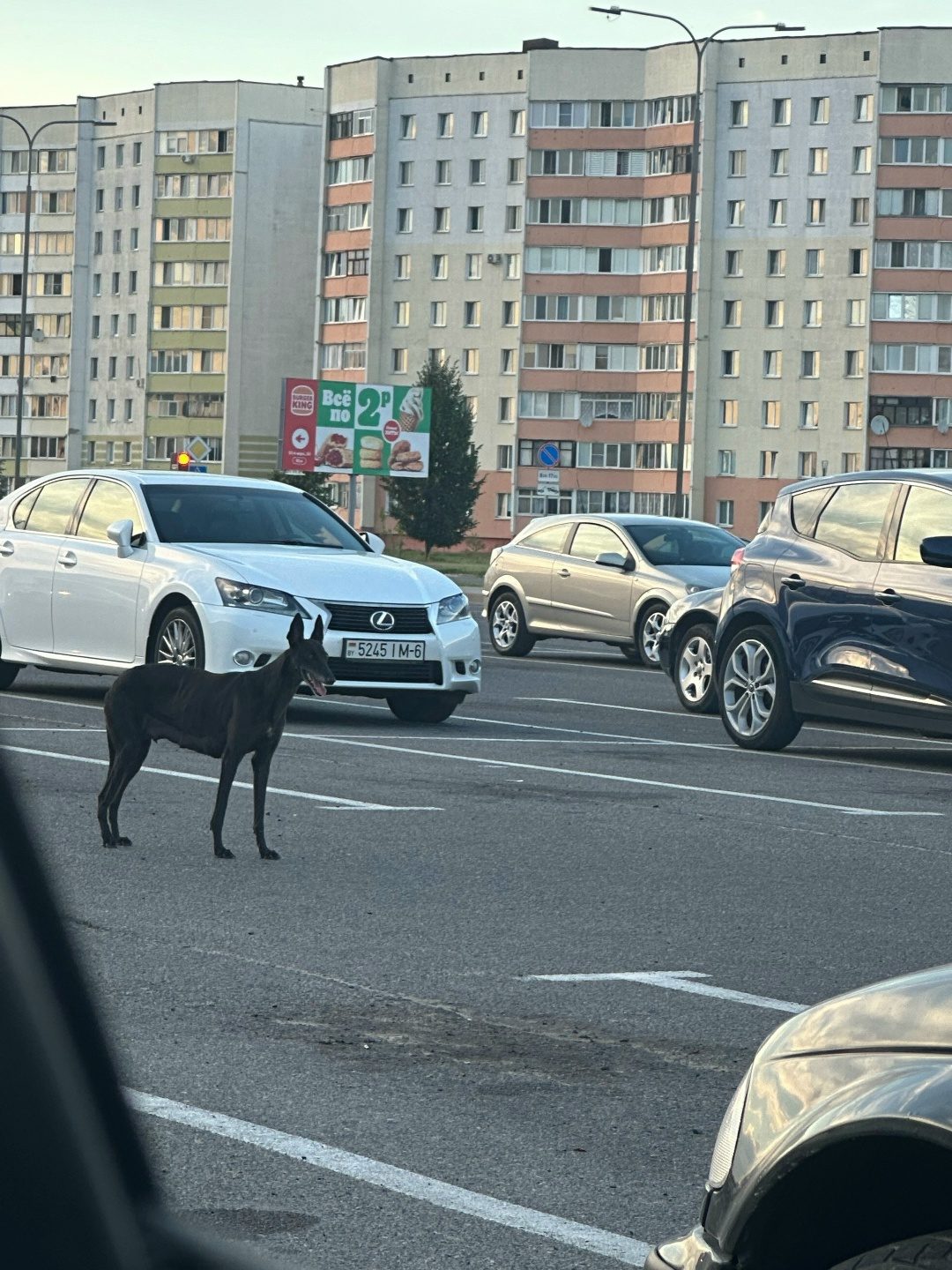 Найдена собака в Жлобине — Собачка бегает возле европлата, голодная и очень хочет пить, может кто потерял?
