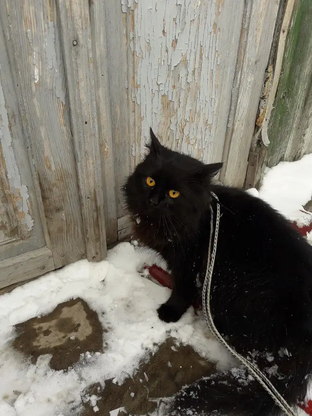 Найденная кошка в Бобруйске Найдена кошка в Бобруйске — фото объявления