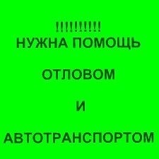 Найдена собака в Бобруйске — Бобруйск!!!