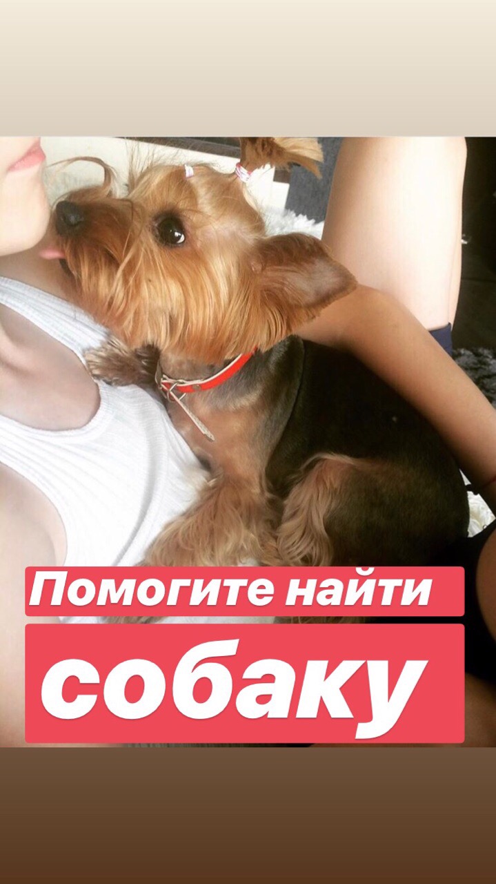 Пропала собака в Бобруйске — Помогите пожалуйста. Пропала собака Йорк ( девочка) в районе 7го микрорайона. Помогите найти…