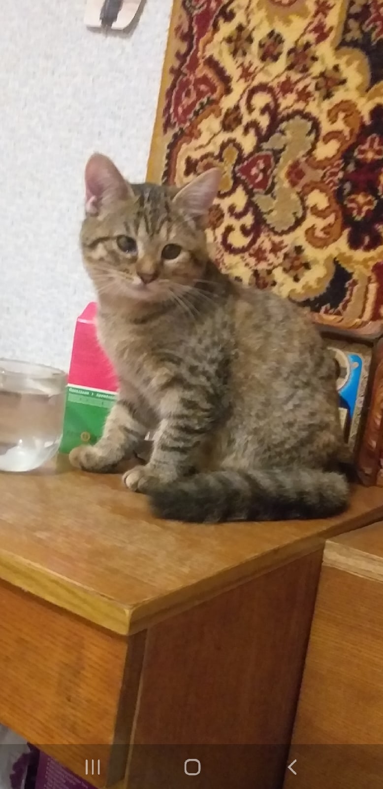 Пропала кошка в Бобруйске — SOS!!! Потерялась кошка в районе СОШ 20 на Доманском!!! Кошке годик, окрас черепашка, на глазках…