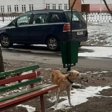 Пропала собака в Бобруйске — БОБРУЙСК!🆘🆘🆘 2-летний худыш и добряк, ставший недавно бездомышем, Пафик молит вас о помощи!