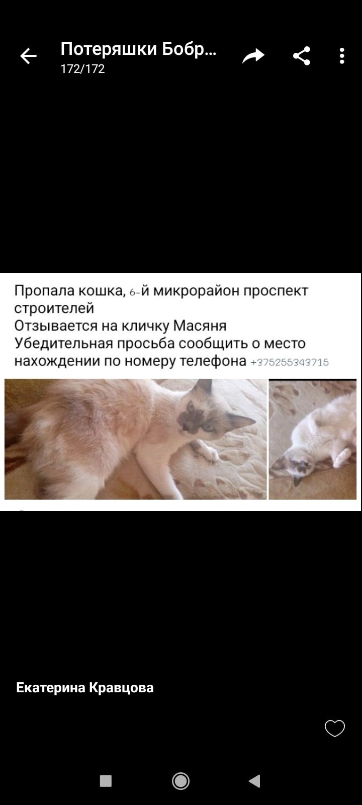 Пропала кошка в Бобруйске — Бобруйск. Потерялась кошка на проспекте Строителей(6й микрорайон, район дома 56 все корпуса и дома…