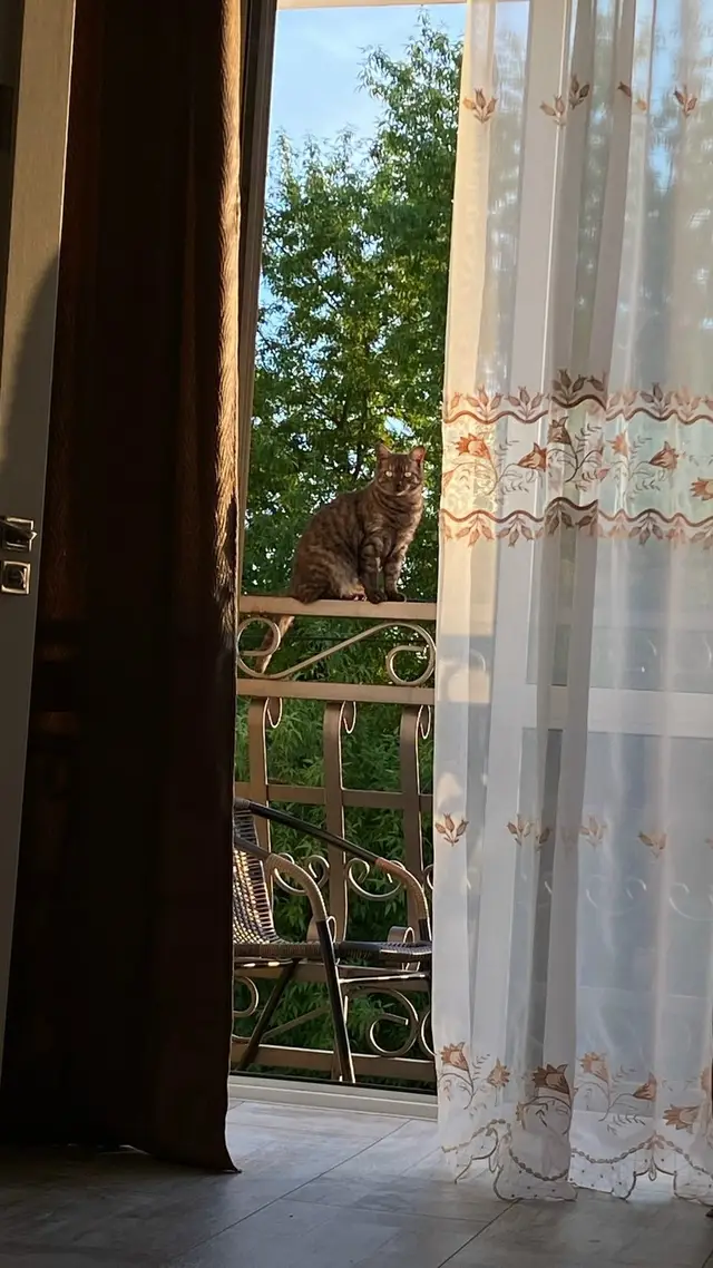 Пропала кошка в Бобруйске — фото объявления