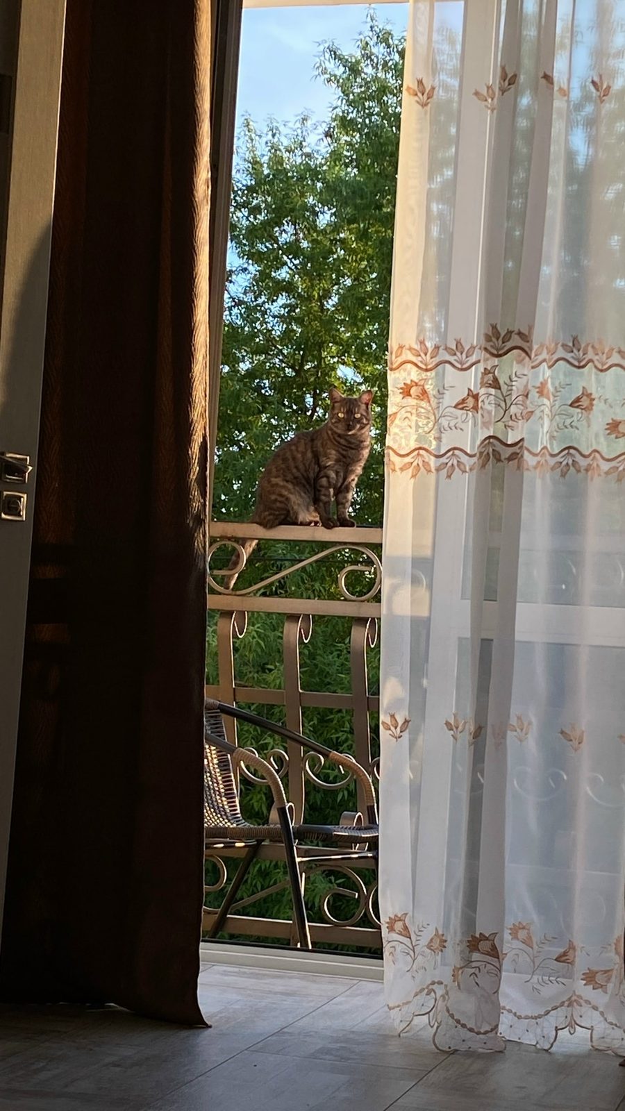 Пропала кошка в Бобруйске — фото объявления