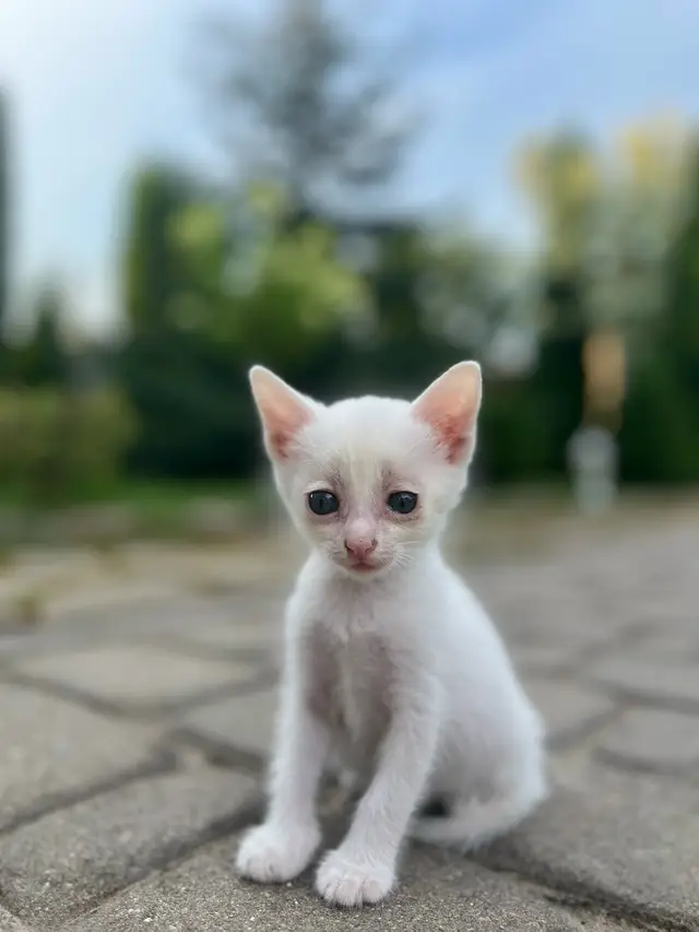 Найдена кошка в Бобруйске — Замечательный котенок ( мальчик ) ищет себе дом и заботливых, ответственных, любящих хозяев!