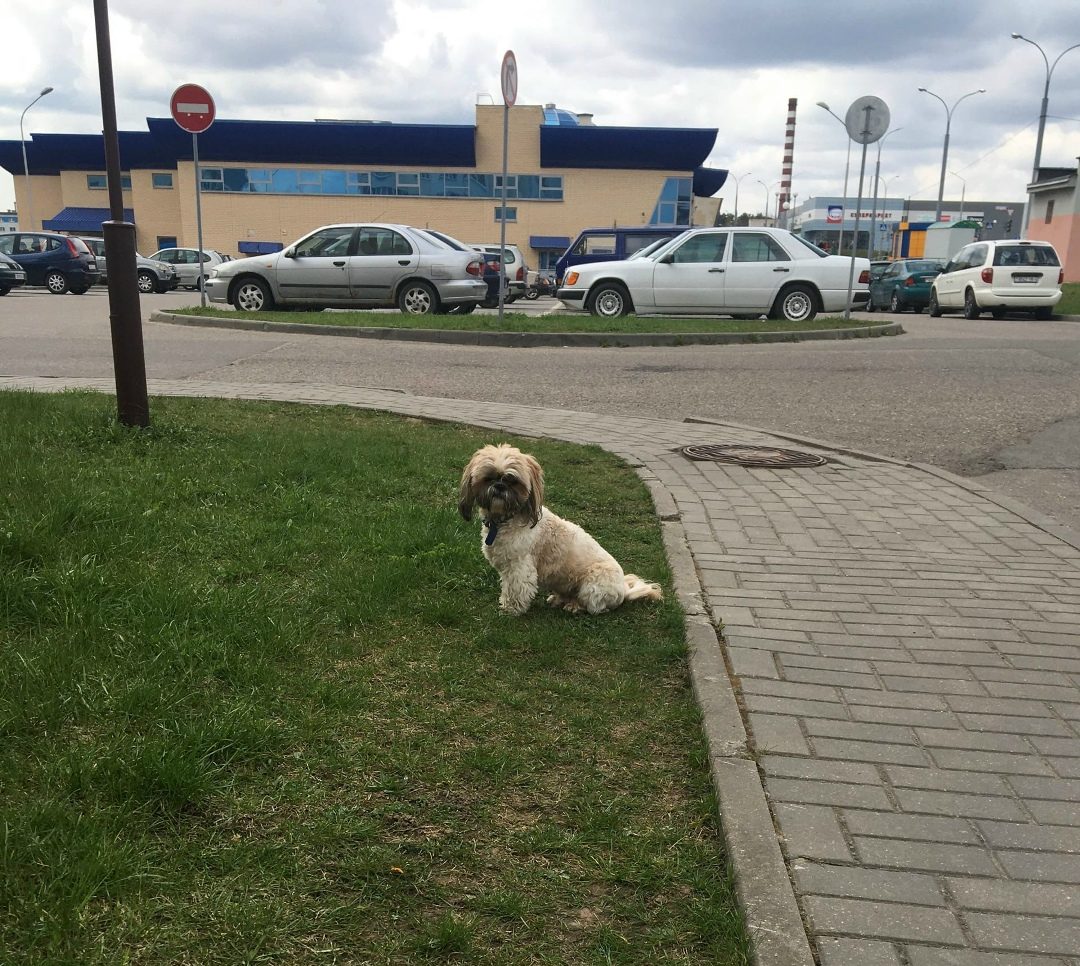 Найдена собака в Гродно — фото объявления