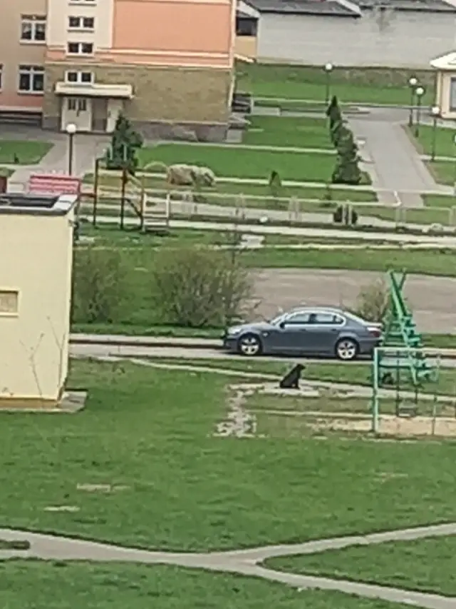 Найдена собака в Гродно — фото объявления