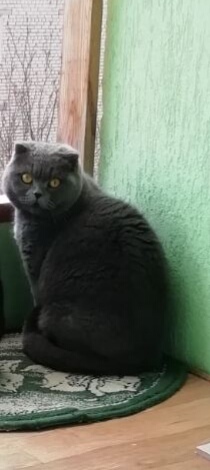 Найдена кошка в Гродно — фото объявления