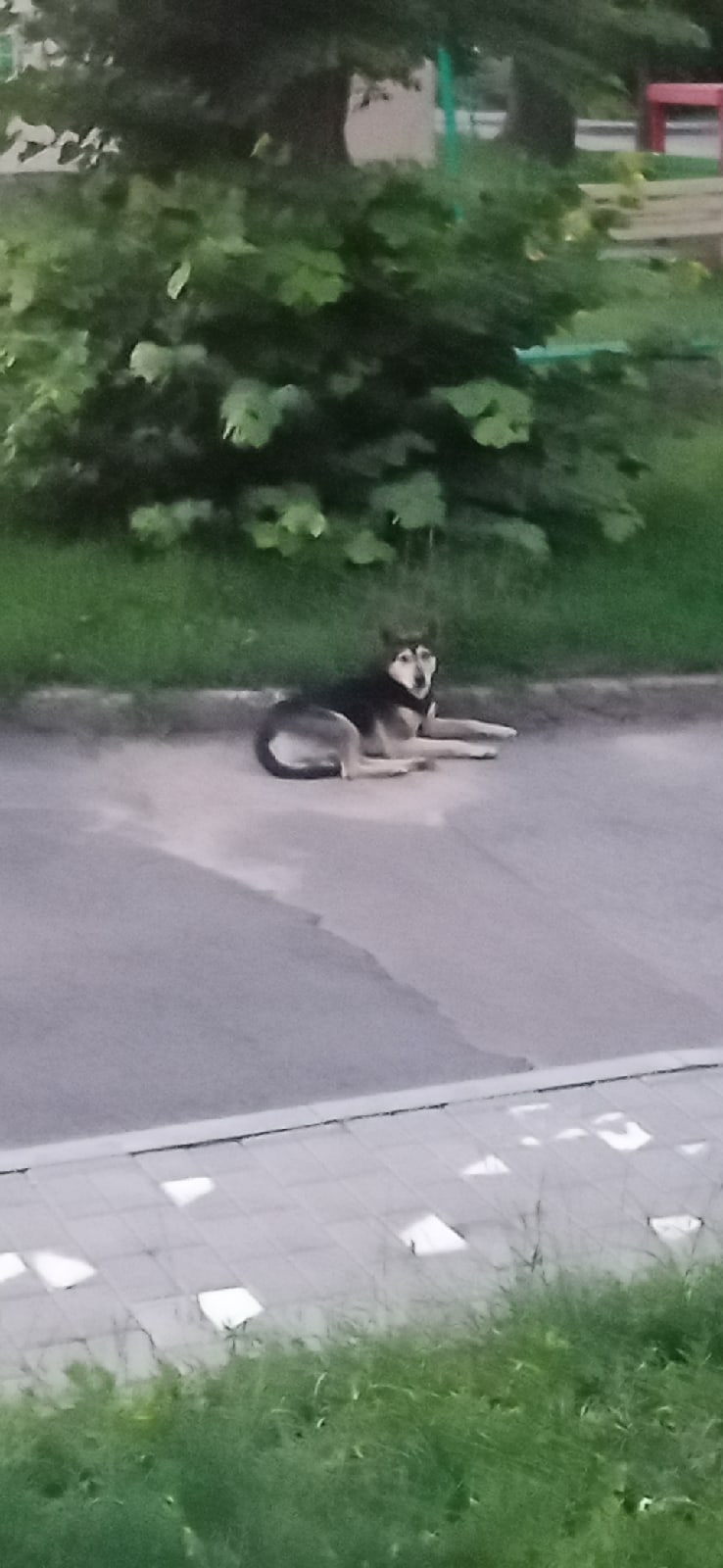 Найдена собака в Гродно — фото объявления