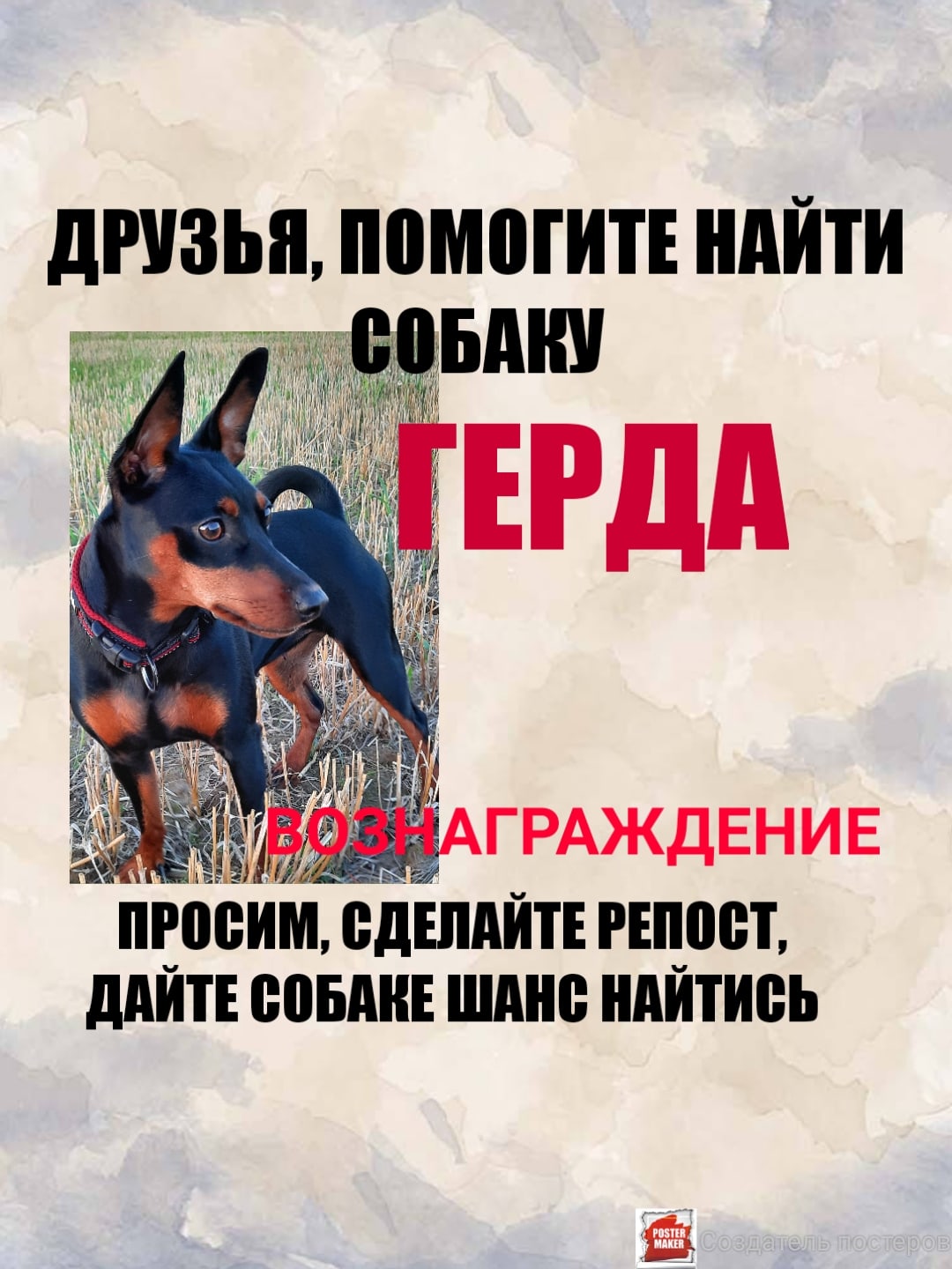 Пропала собака в Гродно — Беларусь!