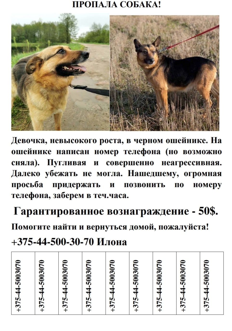 Пропала собака в Гродно — SOS!!!